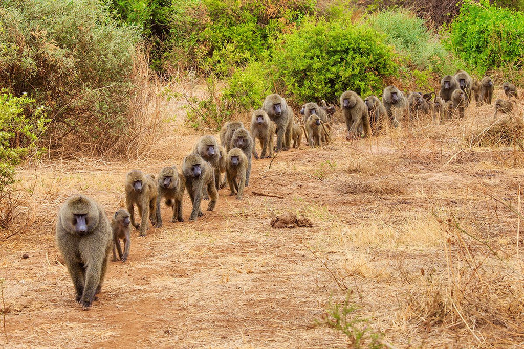 Uganda Budget Safari – 7-Day With Gorilla Trekking