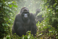 Silverback mountain gorilla close up in Bwindi Forest Uganda