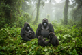 Mountain gorillas in Uganda Bwindi Impenetrable Forest rainforest